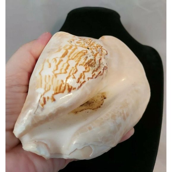 SEA SHELL. Calcified fossil, 140mm x 120mm. GIANT SHELL 1.6lb-611gr - Picture 7 of 8